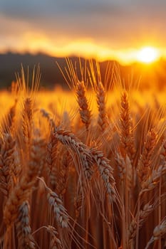 Golden Hour Over a Field of Wheat Ready for the Harvest, The light blurs with the grain, the earth basking in the day's last warmth.