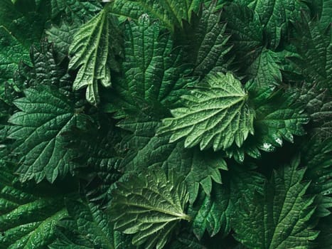 stinging nettle leaves as background. Beautiful texture of nettle. Top view. Copy space. Can use as banner