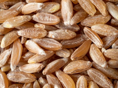 spelt seeds texture as food background. Spelt seeds pattern top view or flat lay