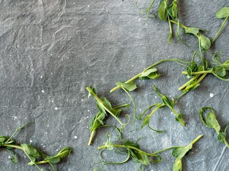 Green peas leaves on gray background. Peas leaves flat lay or top view, with copy space space for text, design or menu