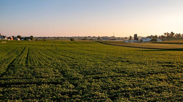 Golden light of twilight blankets a lush soybean field with farmhouses and silos in the distance, perfect for themes of sustainable agriculture, rural beauty, and harvest seasons.