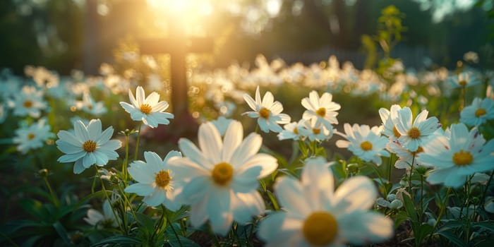 A field of blooming white daisies stretches out beneath the sun shining through the trees, creating a picturesque scene of nature in full bloom.