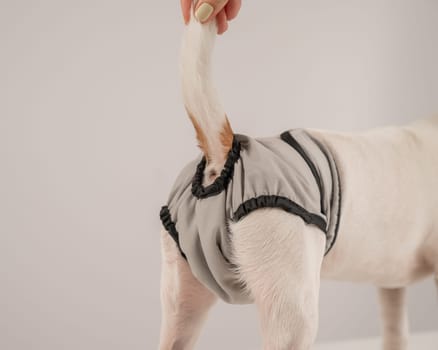 Dog wearing menstrual panties on a white background. Reusable diaper