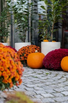 Group of orange pumpkins in autumn outside. Thanksgiving or Halloween holiday autumn decoration. House entrance in festive seasonal decor. Autumn atmosphere aesthetic