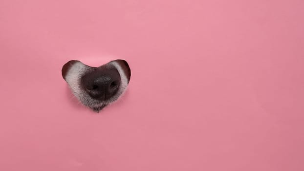 A dog's nose sticks out of a pink cardboard background. A hole in the shape of a heart