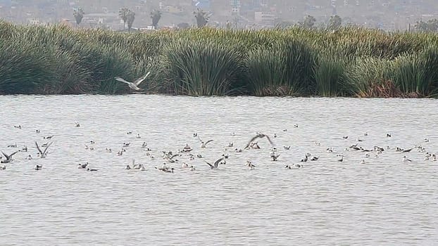 Group of birds resting in the lagoon of the swamps of villa located in the district of Chorrillos, Lima - Peru