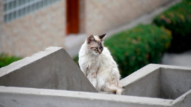 View of the facade of an apartment building. White cat sitting on the balcony
