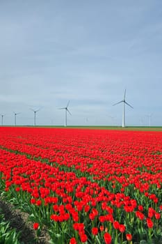 windmill park with red tulip flowers in Spring, windmill turbines in the Netherlands Europe