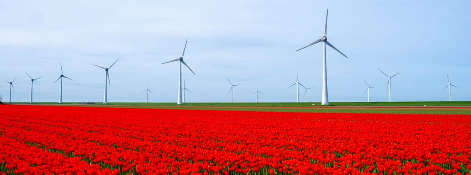 windmill park with tulip flowers in Spring, windmill turbines in the Netherlands Europe. windmill turbines in the Noordoostpolder Flevoland, line of windmills and spring flowers red tulips