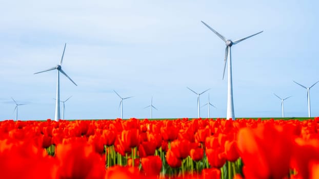 windmill park with tulip flowers in Spring, windmill turbines in the Netherlands Europe. windmill turbines in the Noordoostpolder Flevoland, red tulip field