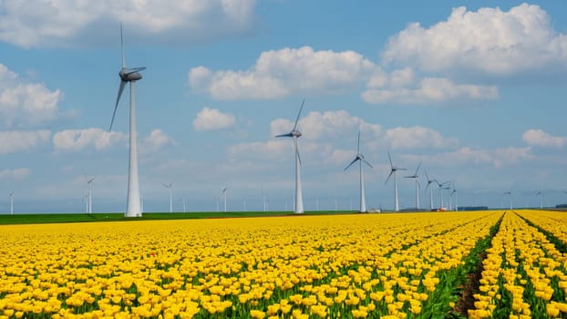 yellow tulip flowers in Spring, windmill turbines in the Netherlands Europe. windmill turbines in the Noordoostpolder Flevoland