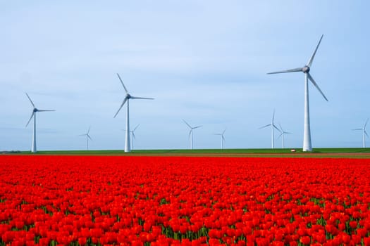 windmill park with tulip flowers in Spring, windmill turbines in the Netherlands in Springtime