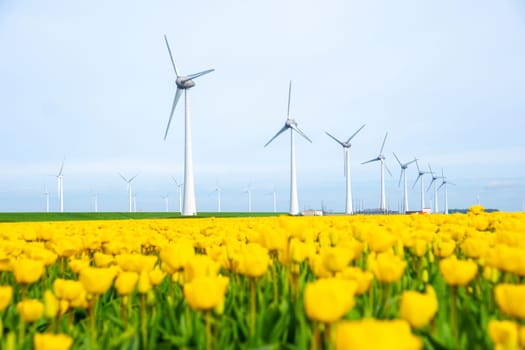 windmill park with tulip flowers in Springtime, windmill turbines in the Netherlands Europe. windmill turbines in the Noordoostpolder Flevoland, yellow tulip field in Spring