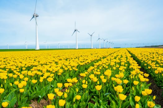 windmill park with tulip flowers in Spring, windmill turbines in the Netherlands Europe. windmill turbines in the Noordoostpolder Flevoland