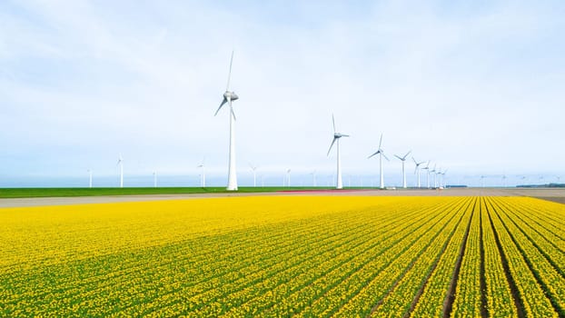 windmill park with tulip flowers in Spring, windmill turbines in the Netherlands Europe. windmill turbines in the Noordoostpolder Flevoland, tulip bulbs