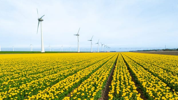 windmill park with lines of tulip flowers in Spring, windmill turbines in the Netherlands Europe. windmill turbines in the Noordoostpolder Flevoland