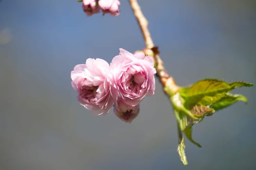 Branch of blossoming pink sakura against blue sky. Spring blossom background with free copy space