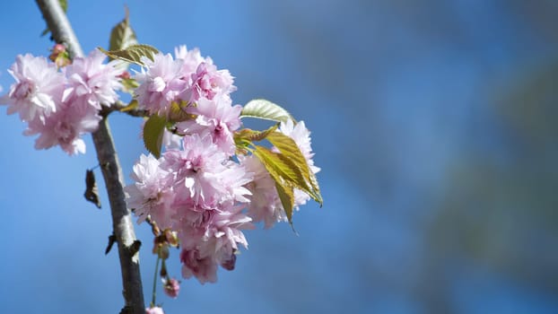 Sakura blooms on the branch create a vivid pink flower backdrop that contrasts with the serene sky above, evoking a feeling of vibrancy and vigor