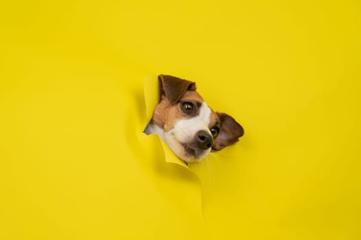 Cute Jack Russell Terrier dog tearing up yellow cardboard background