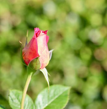 Beautiful red yellow rose bud on a green background in the garden. Ideal for a greeting cards