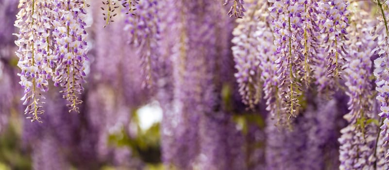 Blooming Wisteria Sinensis with scented classic purple flowersin full bloom in hanging racemes closeup. Garden with wisteria in spring.