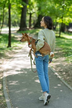 A young beautiful woman holds a dog in her arms for a walk. non-barking african basenji dog