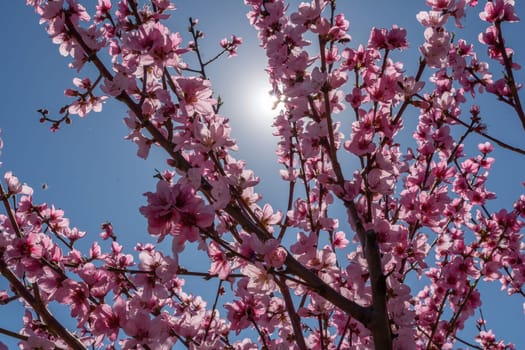 peach tree with pink flowers and a blue sky. The sun is shining on the tree