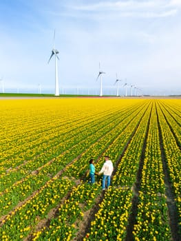 Men and women in flower fields seen from above with a drone in the Netherlands, Tulip fields in the Netherlands during Spring, diverse couple in spring flower field on a sunny day