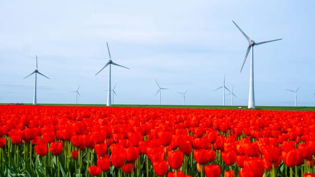windmill park with red tulip flowers in Springtime, windmill turbines in the Netherlands Europe. windmill turbines in the Noordoostpolder Flevoland in Spring
