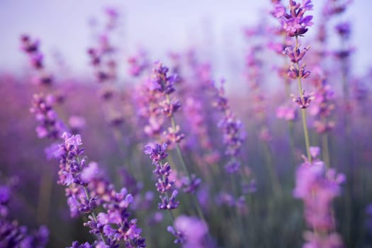 Blooming lavender in a field at in Provence. Fantastic summer mood, floral sunset landscape of meadow lavender flowers. Peaceful bright and relaxing nature scenery