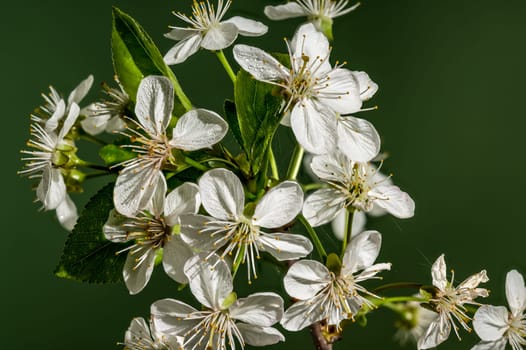 Beautiful white cherry blossoms on a green background. Flower head close-up.