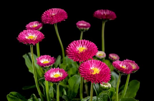 Beautiful blooming Daisy red Bellis flowers isolated on a black background. Flower head close-up.