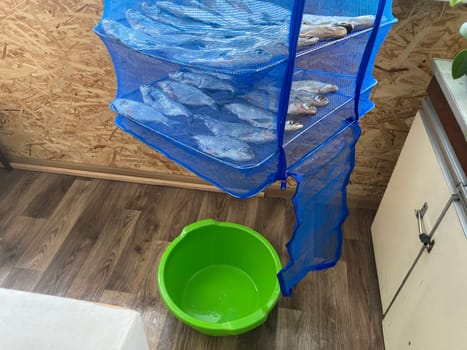 Drying salted fish for the jerky