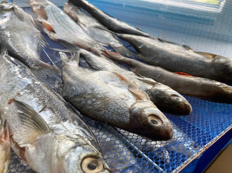 Drying salted fish for the jerky