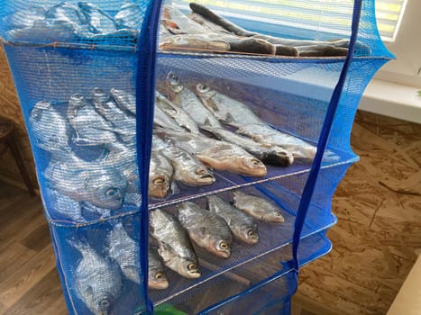 Drying salted fish for the jerky