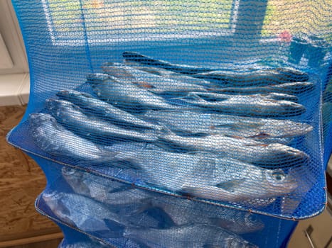 Drying salted fish for the jerky