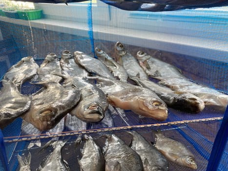 Drying salted fish for the jerky