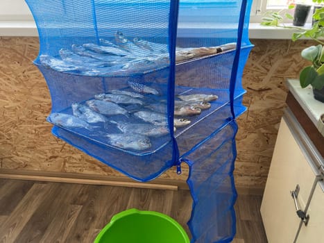Drying salted fish for the jerky