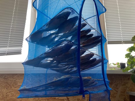 Drying salted fish for the jerky