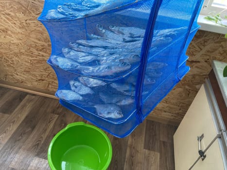 Drying salted fish for the jerky