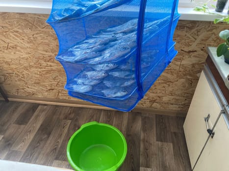 Drying salted fish for the jerky