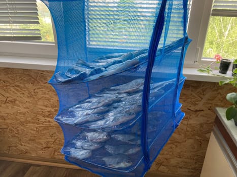 Drying salted fish for the jerky