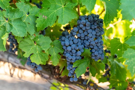 A bunch of grapes hanging from a vine. The grapes are ripe and ready to be picked. The vine is green and lush, and the grapes are clustered together