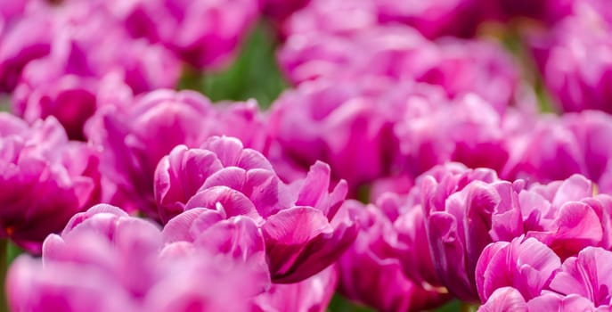 Pink tulips spring blossoming, bokeh flower background, pastel and soft floral card, selective focus.