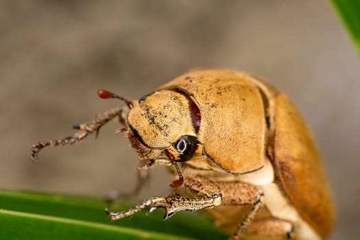 Close up light brown large Insect beetle. Interaction with wild nature beauty fauna Entomology image.