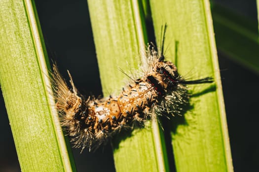 Cute beautiful fluffy light brown large caterpillar on leaf. Interaction with wild nature beauty fauna Entomology image.