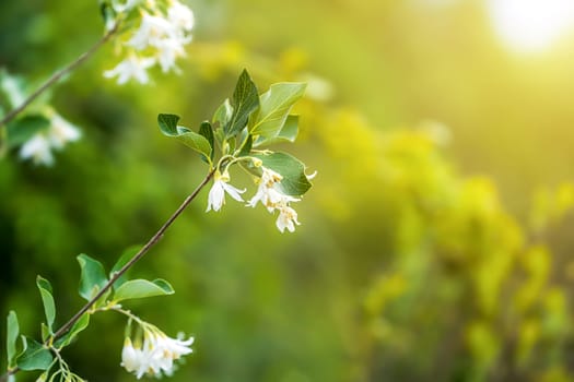 Spring flowers blooming at sunset on a spring day