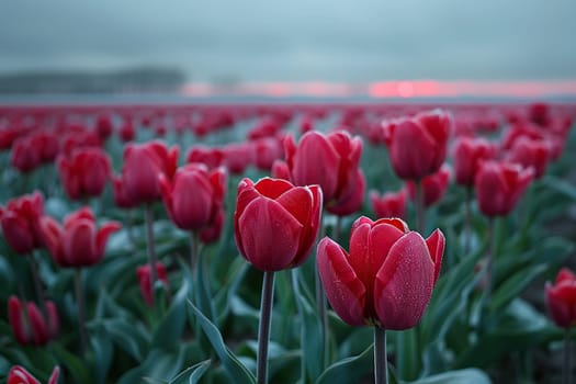 Beautiful red tulips in dramatic lighting.