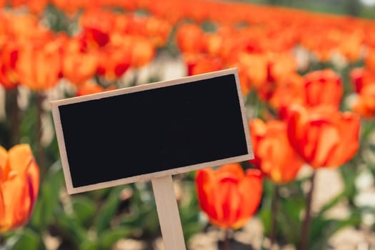Empty blackboard copy space for your text. Tulip flowers blooming in the garden field landscape. Stripped tulips growing in flourish meadow sunny day Keukenhof. Beautiful spring garden with many red tulips outdoors. Blooming floral park. Natural floral pattern blowing in wind in spring