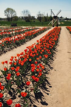 Rows of Tulip flowers blooming in the garden field landscape. Stripped tulips in a row growing in flourish meadow sunny day Keukenhof. Beautiful spring garden with many red tulips outdoors. Blooming floral park in sunrise light. Natural floral pattern blowing in wind in spring